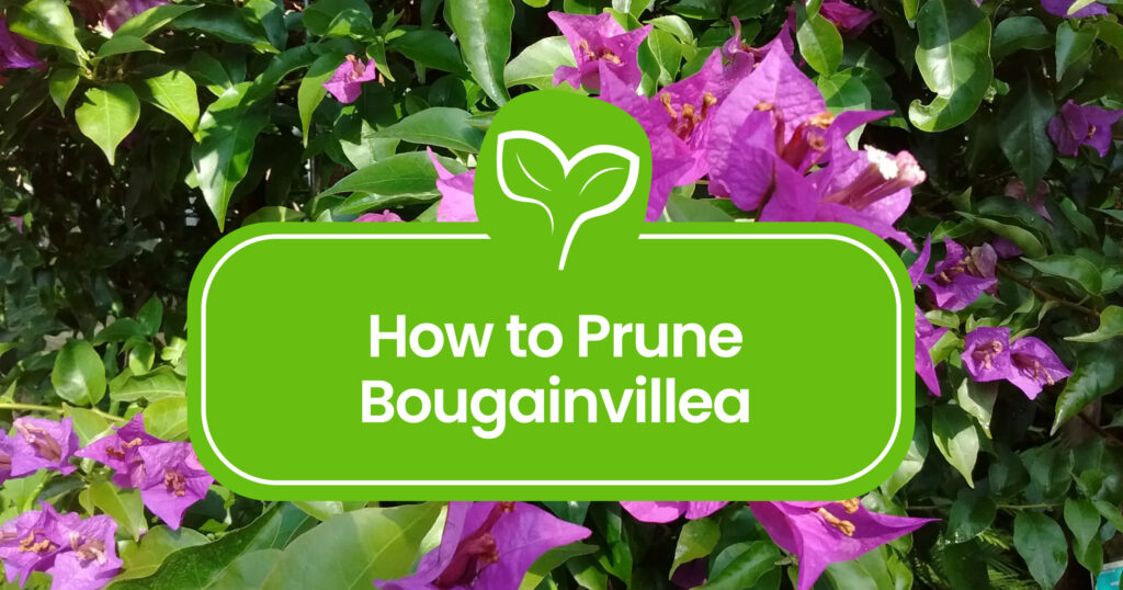 How to Prune Bougainvillea for Stunning Blooms
