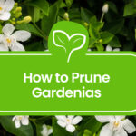 Pruning Gardenias