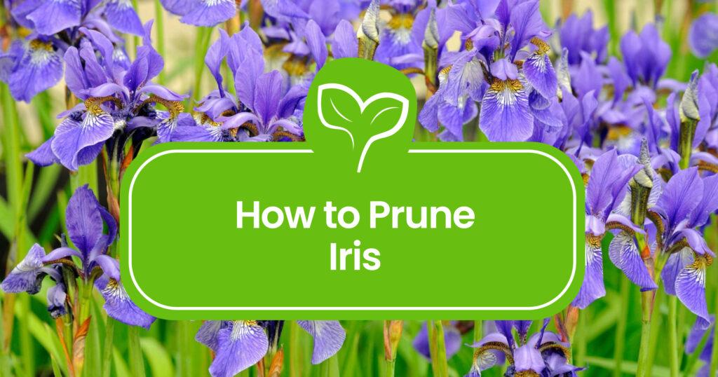 How to Prune Iris: A Step-by-Step Guide for Stunning Blooms