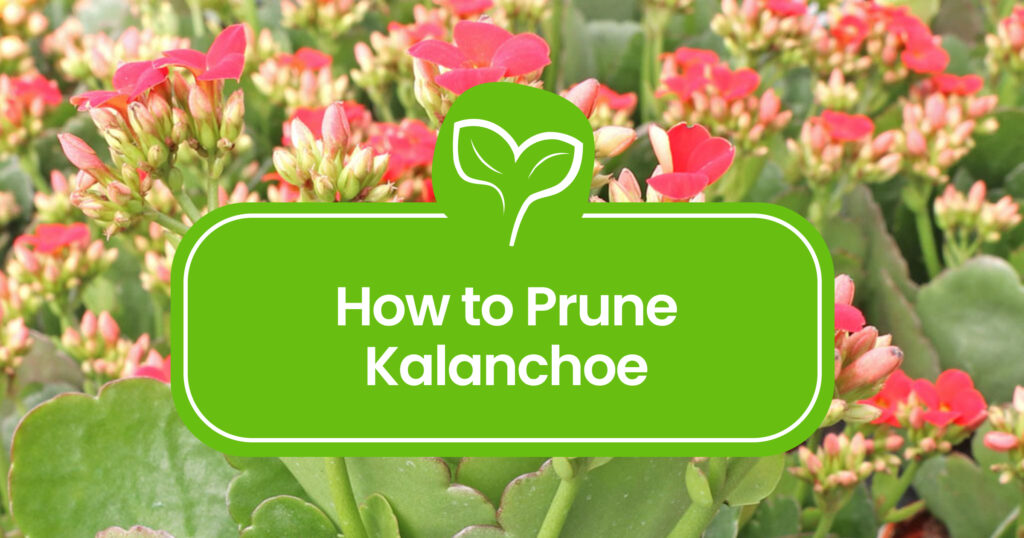 How to Prune Kalanchoe: A Guide to Boosting Growth