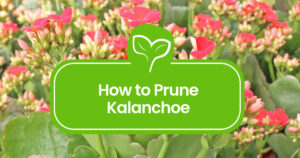 How-to-Prune-Kalanchoe