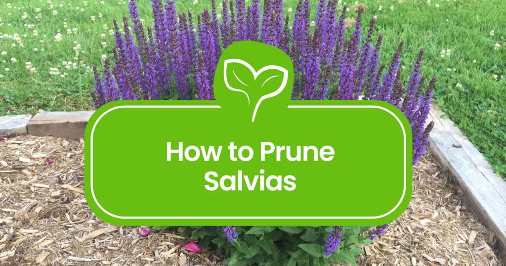 How-to-Prune-Salvias