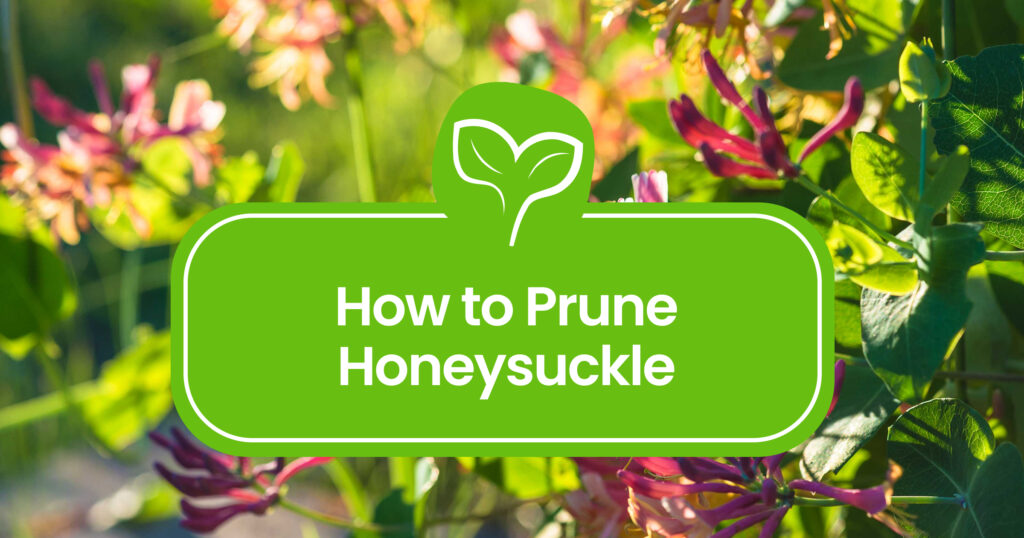 How to prune Honeysuckle