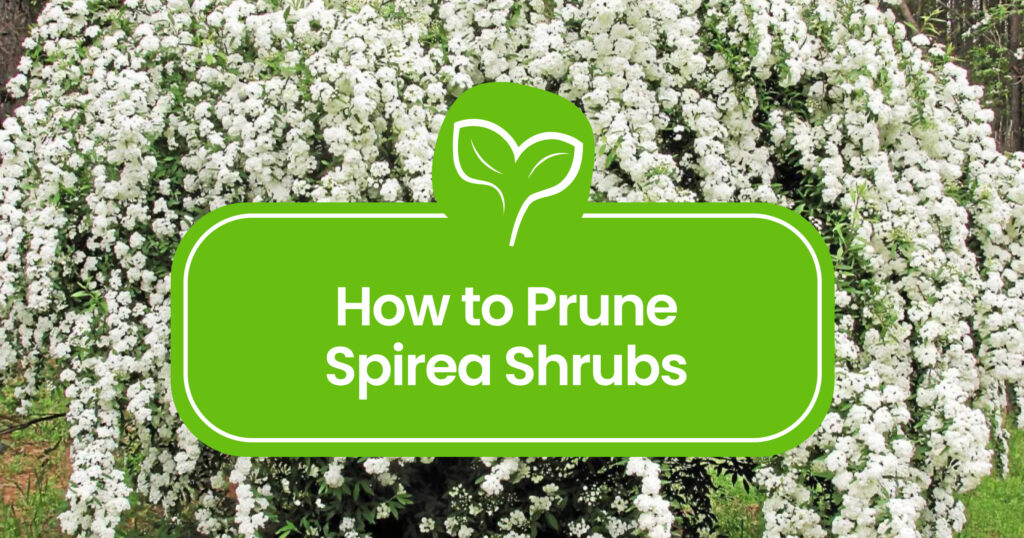 Pruning Spirea 101: A Guide to Shaping Your Garden Bliss