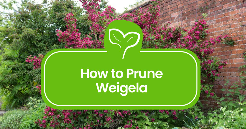 Pruning Weigela: A Complete Guide to Beautiful Blooms