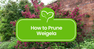 Pruning-Weigela