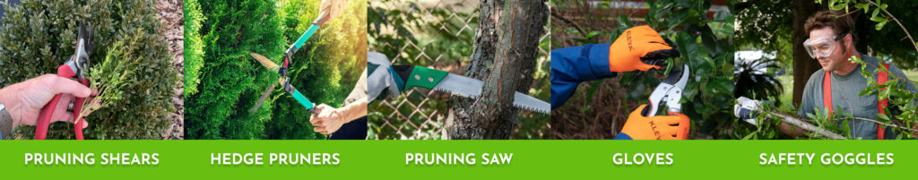 The tools you need for pruning Arborvitae