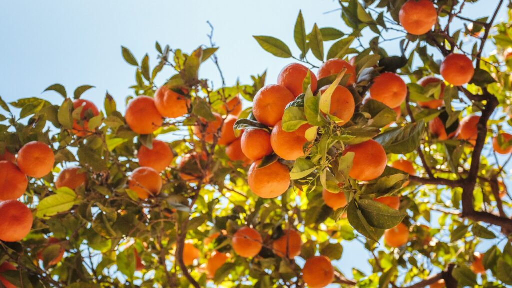 Apricot tree companion plants