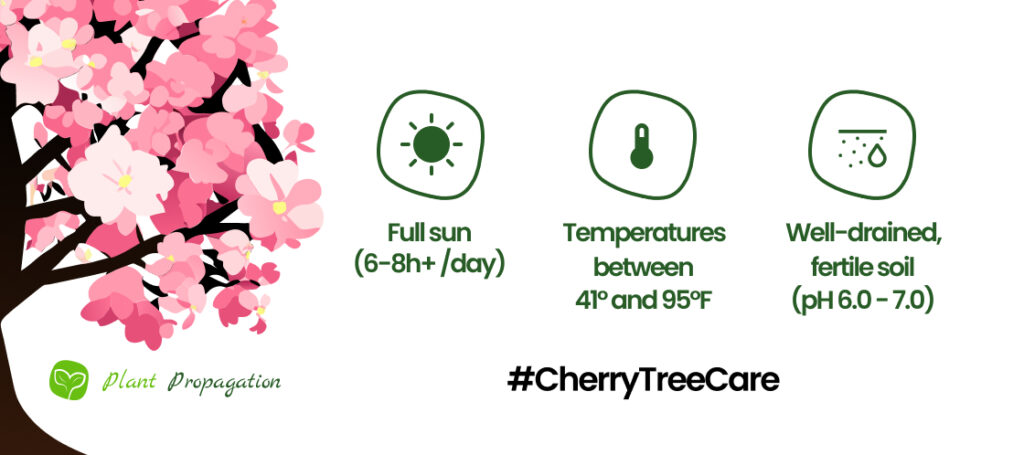 Cherry Tree Care
