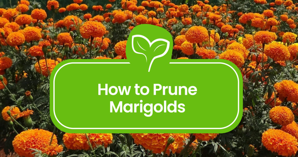 How to Prune Marigolds: Your Guide to Vibrant Blooms