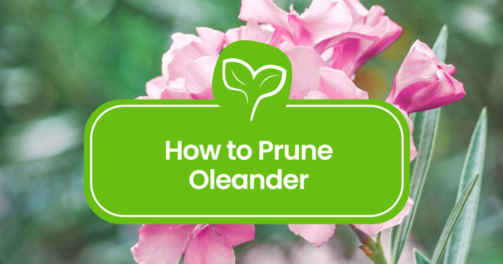 How to Prune Oleander: Easy Tips and Techniques