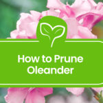 How-to-Prune-Oleander
