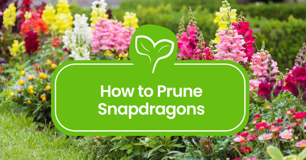 How to Prune Snapdragons: A Complete Guide