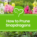 How-to-Prune-Snapdragons