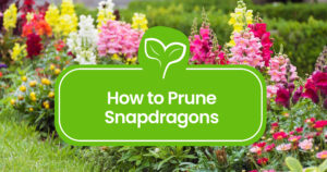 How-to-Prune-Snapdragons