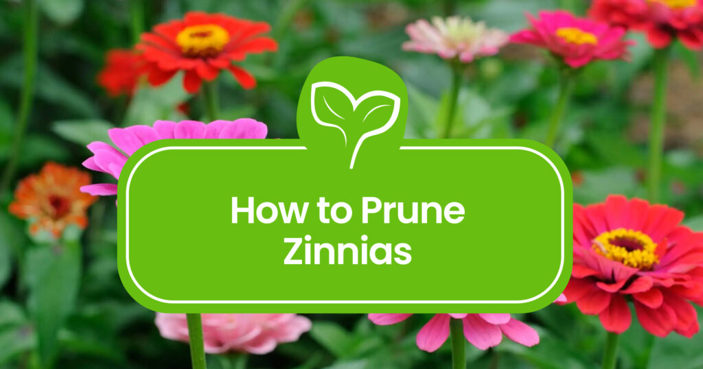 How-to-Prune-Zinnias
