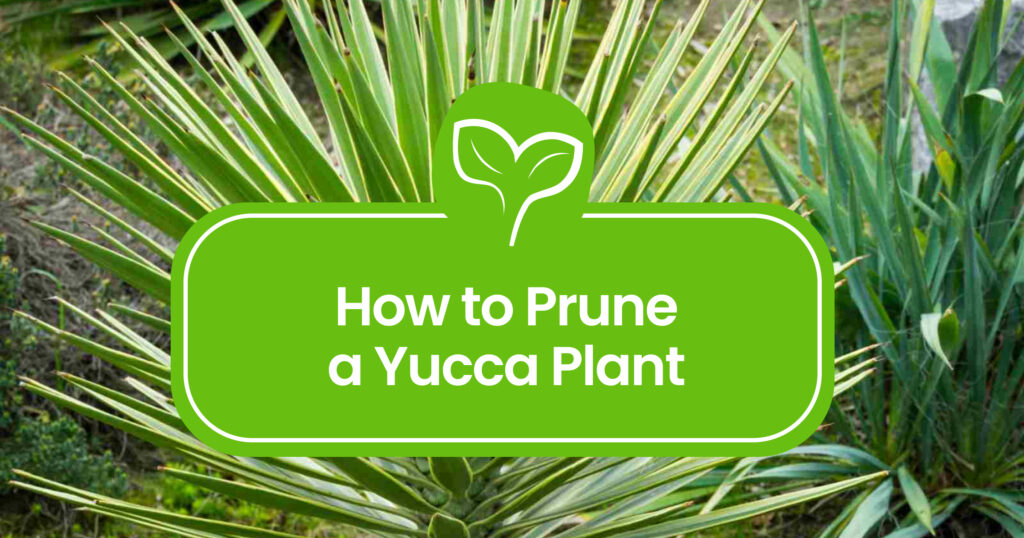 How to Prune a Yucca Plant for Optimal Growth