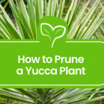 How-to-Prune-a-Yucca-Plant