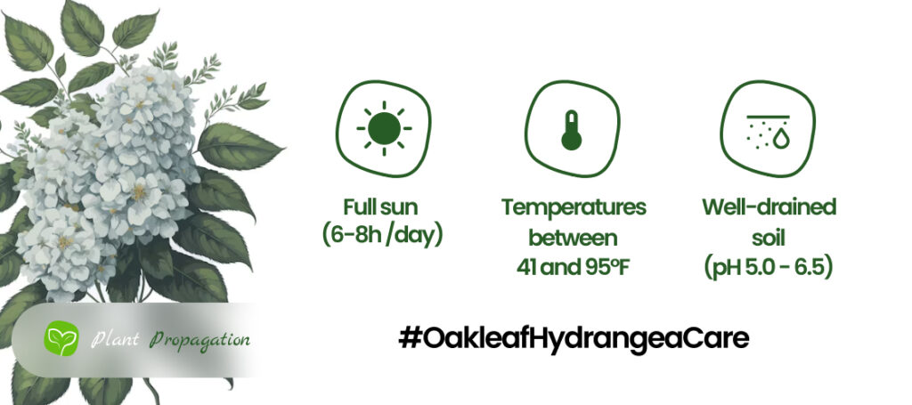 Oakleaf-hydrangea-Care