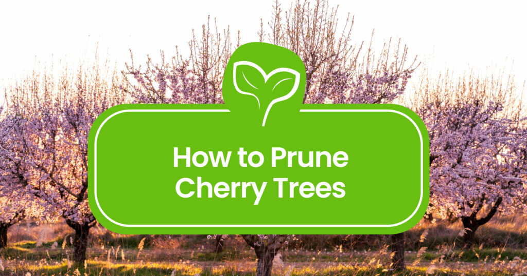 Pruning Cherry Trees: A Comprehensive Guide to Healthy Growth