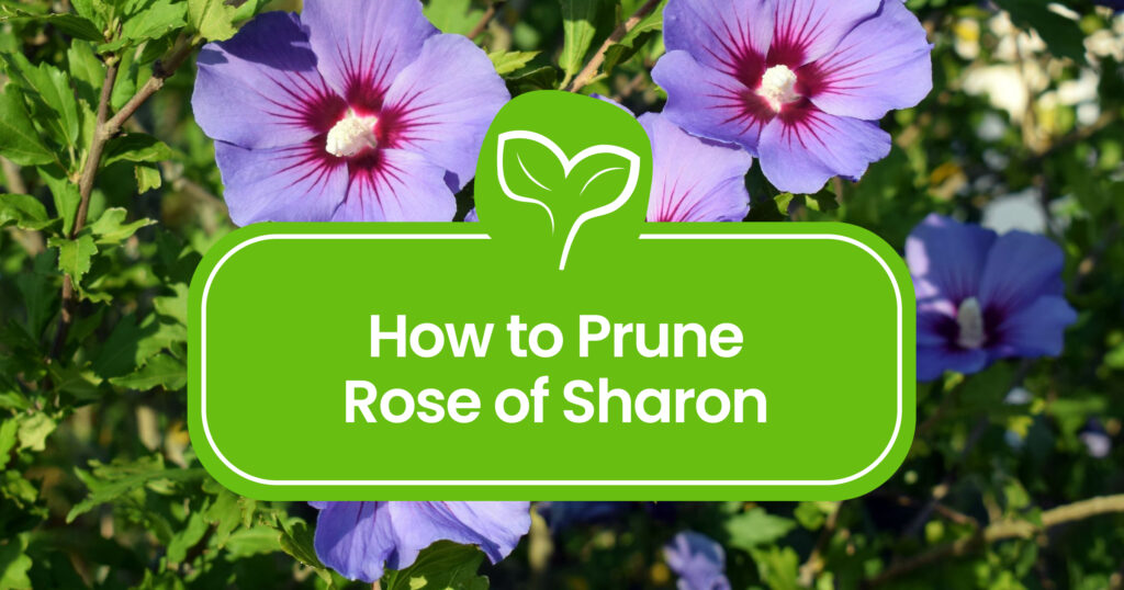 Pruning Rose of Sharon: A Guide to Shaping Beauty