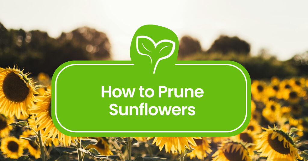 How to Prune Sunflowers: Tips for Healthy Growth