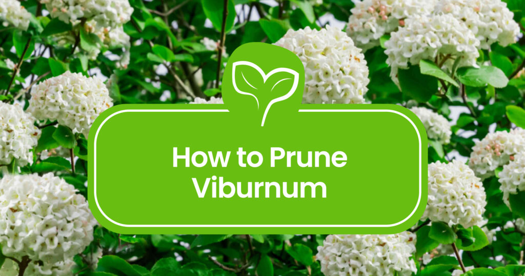 Pruning Viburnum Made Easy: Step-by-Step Guide for Stunning Results