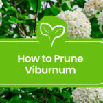 Pruning-Viburnum