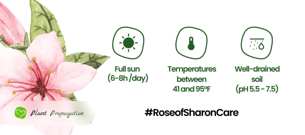 Pruning Rose of Sharon: A Guide to Shaping Beauty