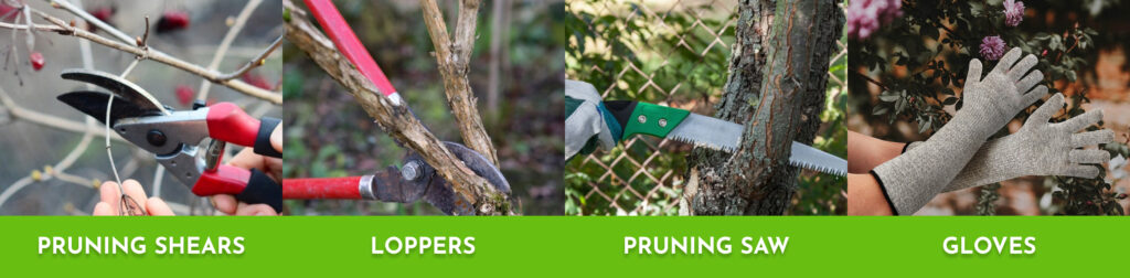 Pruning Viburnum Made Easy: Step-by-Step Guide for Stunning Results