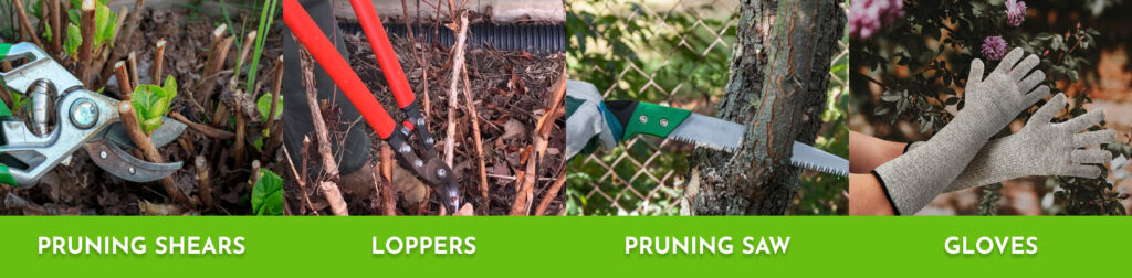 The-tools-you-need-for-Pruning-oakleaf-hydrangea