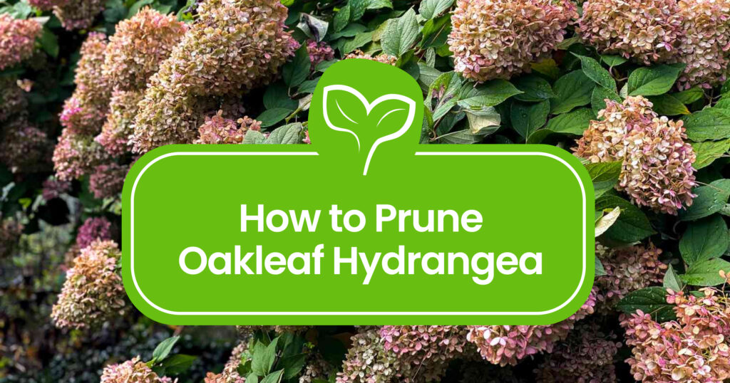 Pruning Oakleaf Hydrangea: Expert Tips for Stunning Blooms