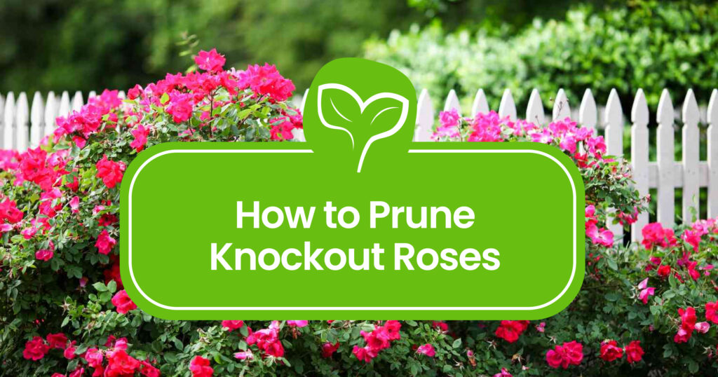 How to Prune Knockout Roses: A Complete Guide