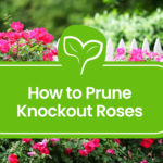 How-to-Prune-Knockout-Roses