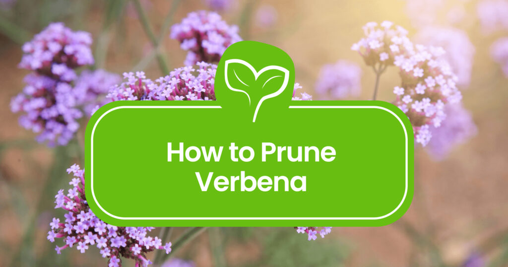 How to Prune Verbena: Expert Tips for Lush Blooms
