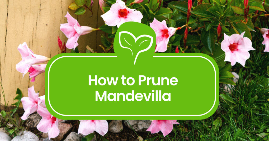 How to Prune a Mandevilla Plant for Lush Growth
