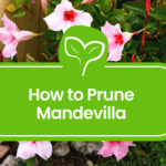 How-to-Prune-a-Mandevilla-Plant