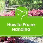 Nadnina-Pruning
