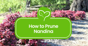 Nadnina-Pruning