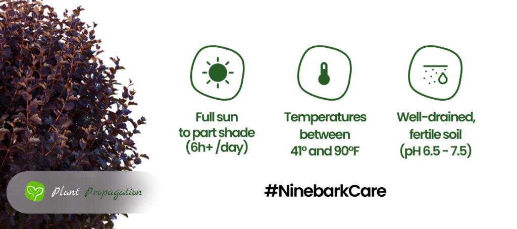 Ninebark Care