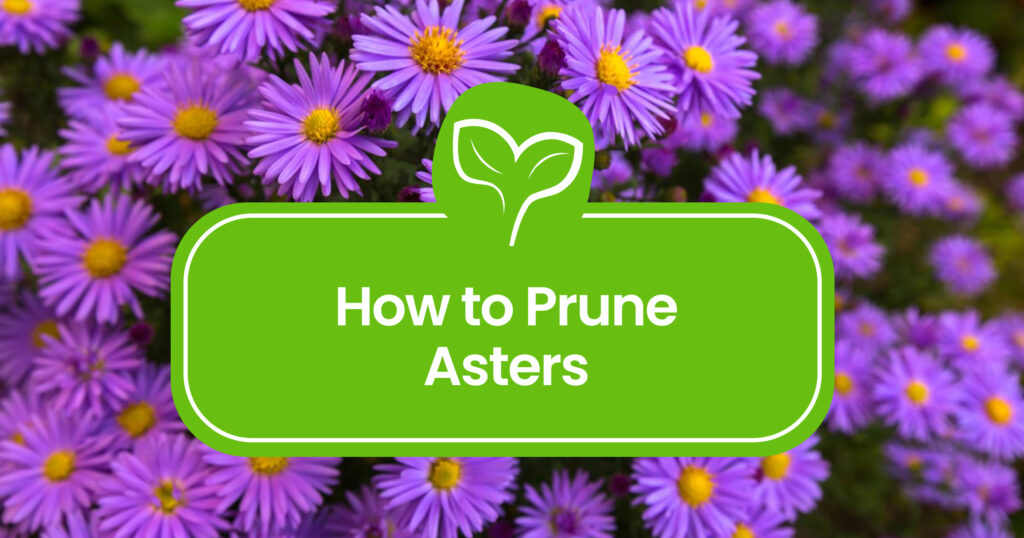Pruning Asters 101: A Guide for Beginners