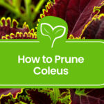Pruning-Coleus