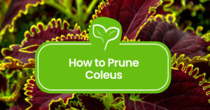 Pruning-Coleus