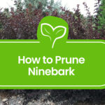 Pruning-Ninebark