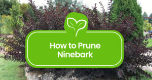 Pruning-Ninebark