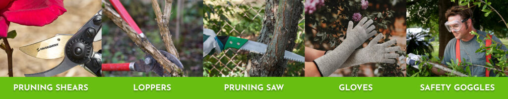 Pruning Ninebark: A Complete Guide to Shaping Your Garden's Gem