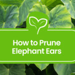 how-to-prune-elephant-ears