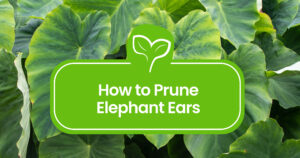 how-to-prune-elephant-ears