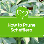 Schefflera Pruning
