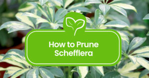 Schefflera Pruning
